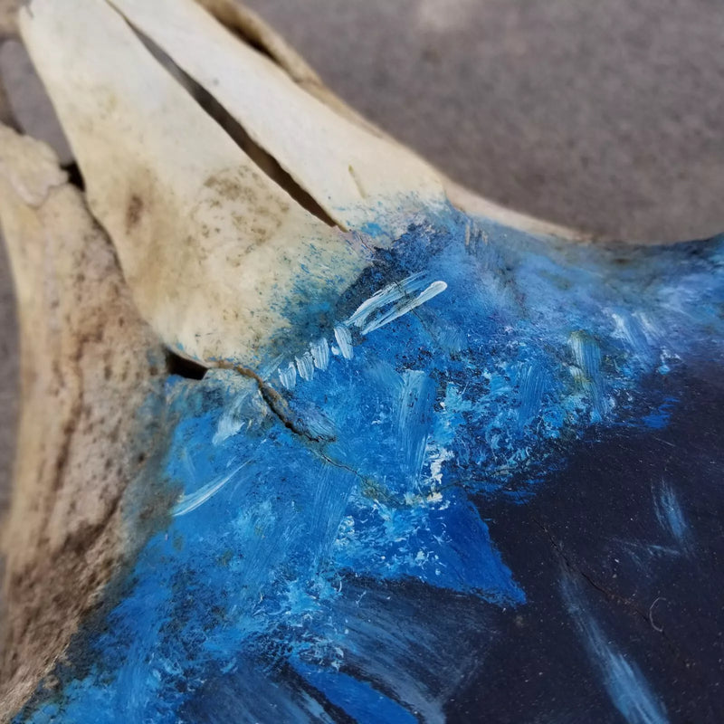 Crânio Real de Búfalo - Pintado à Mão